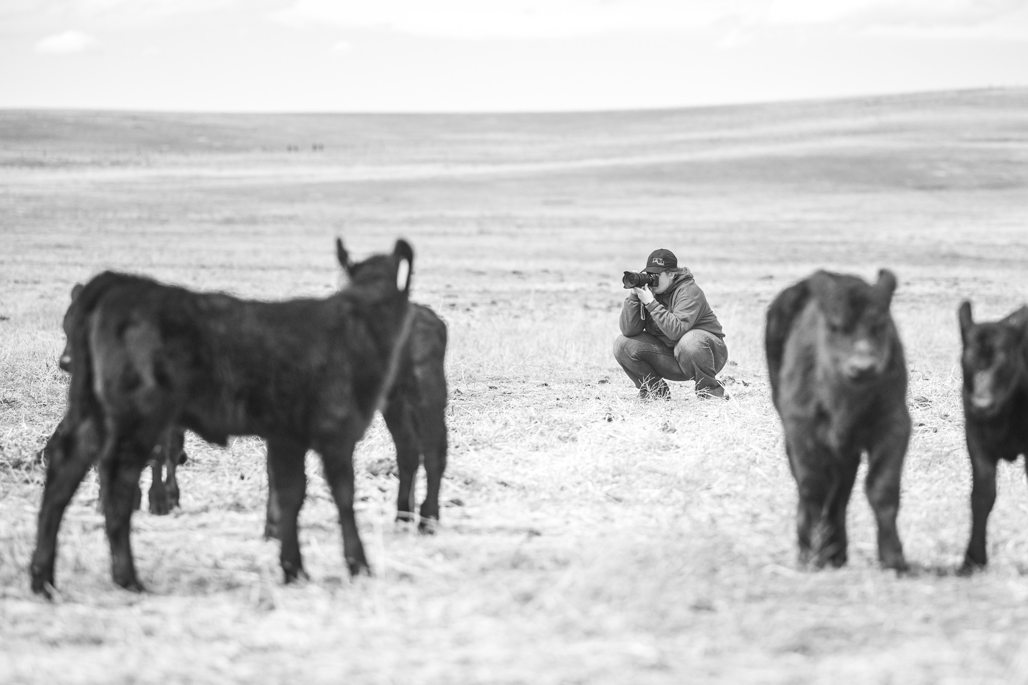 Megan photographing cattle in a Colorado pasture.